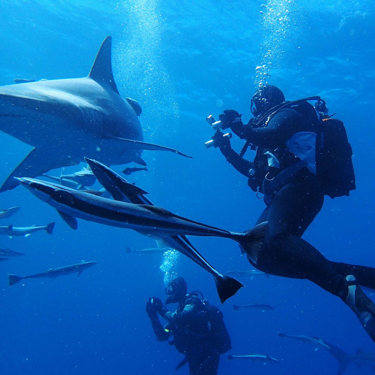 Foto Taucher mit Hai