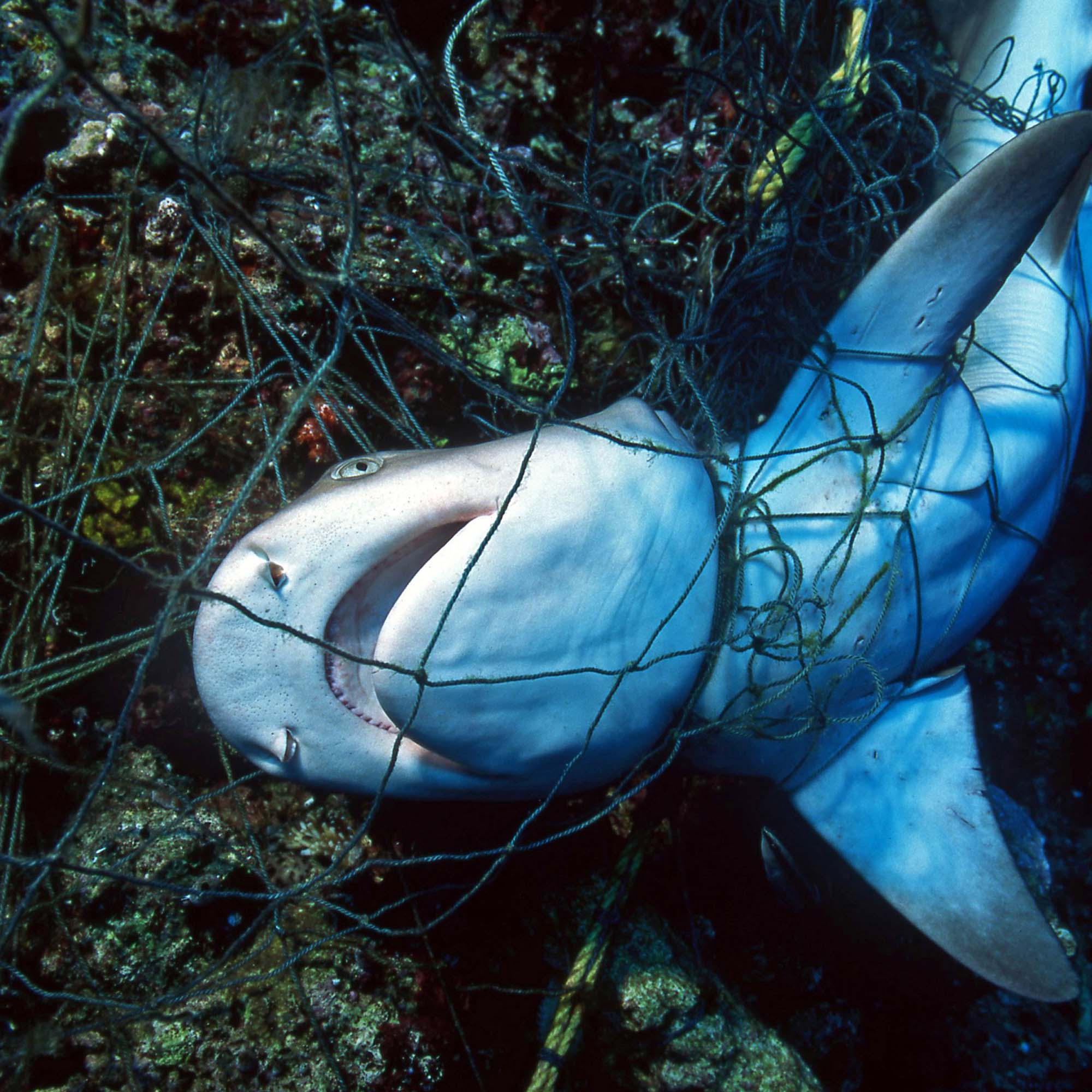 Foto von einem Hai am Meeresgrund in einem Netz gefangen