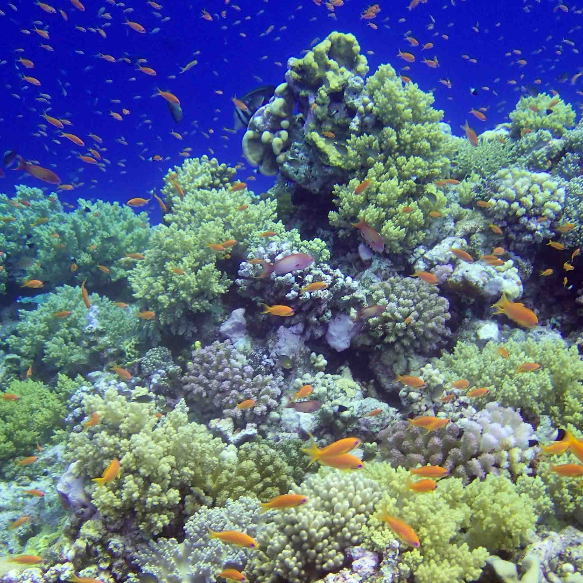 Foto einer intakten Koralle mit Fischen