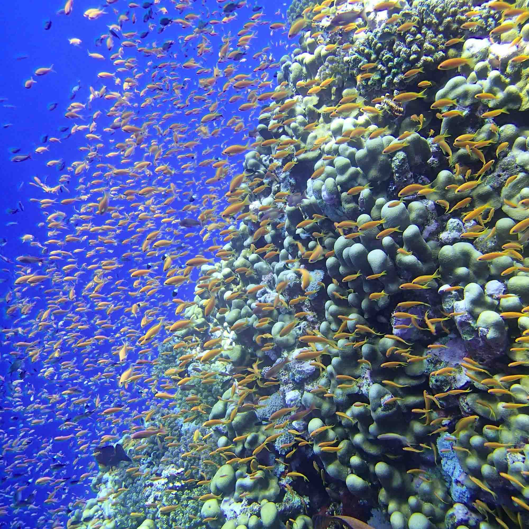 Foto einer intakten Koralle mit Fischen