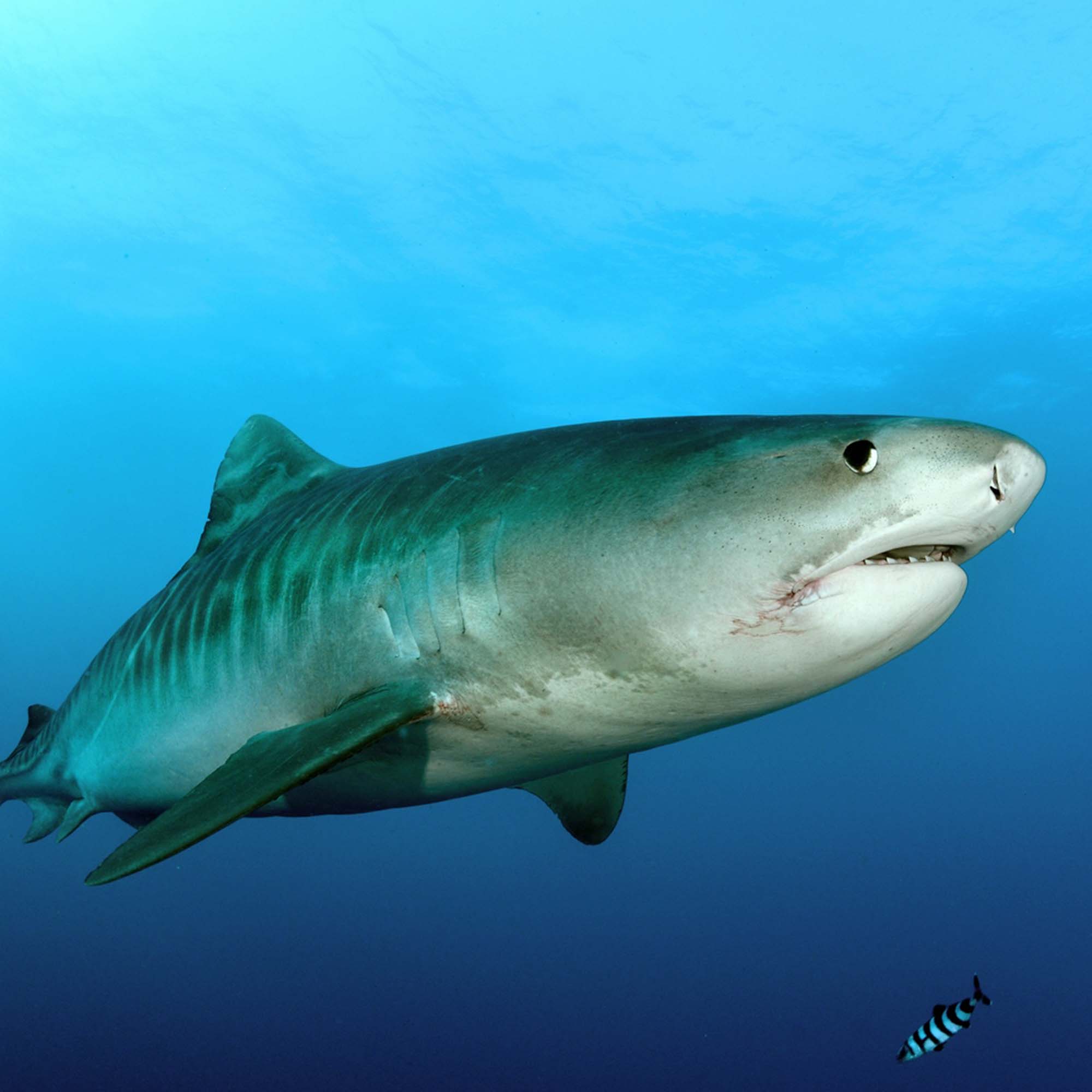 Foto eines Tigerhais