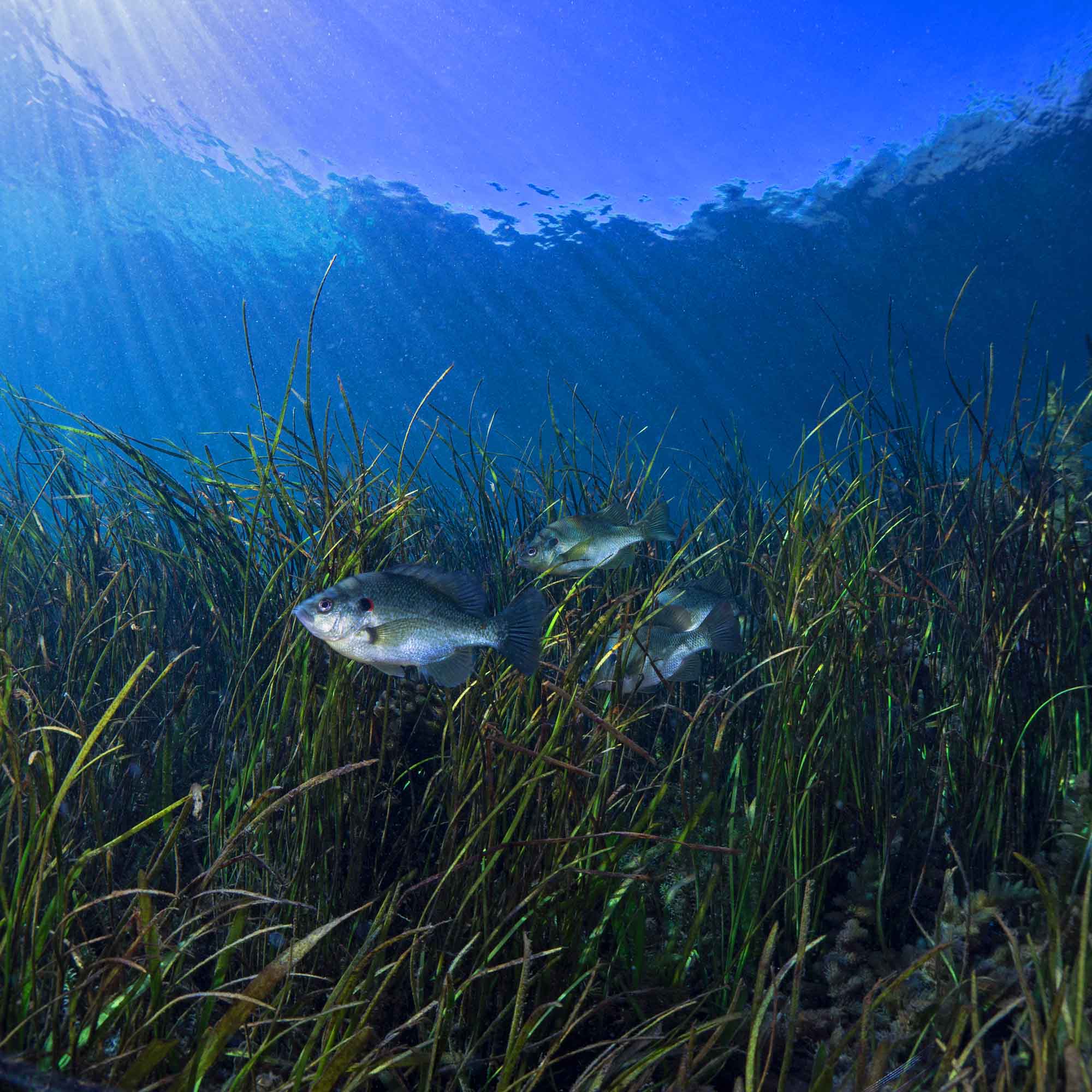 Foto einer Seegraswiese mit Fischen