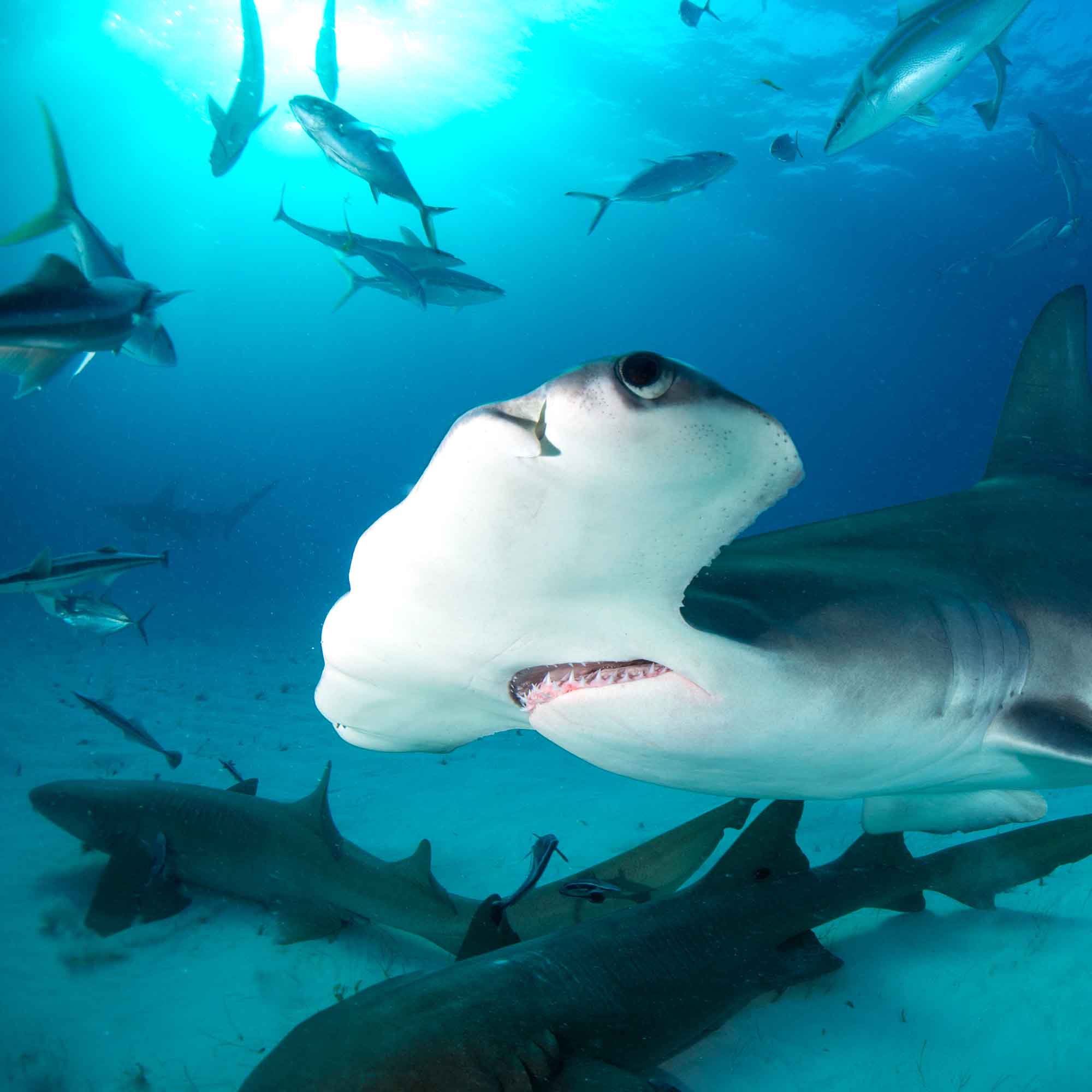 Foto von verschiedenen Haiarten