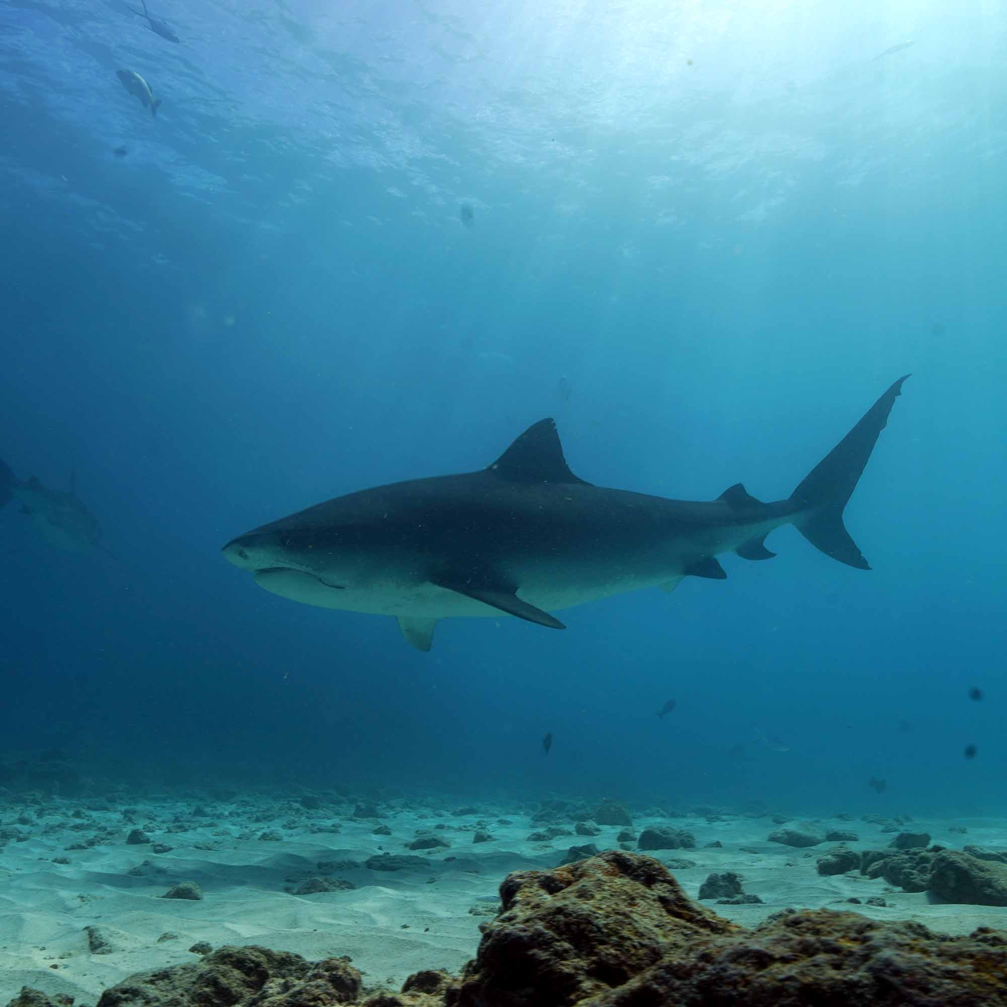 Foto eines Hais am Meeresgrund schwimmend