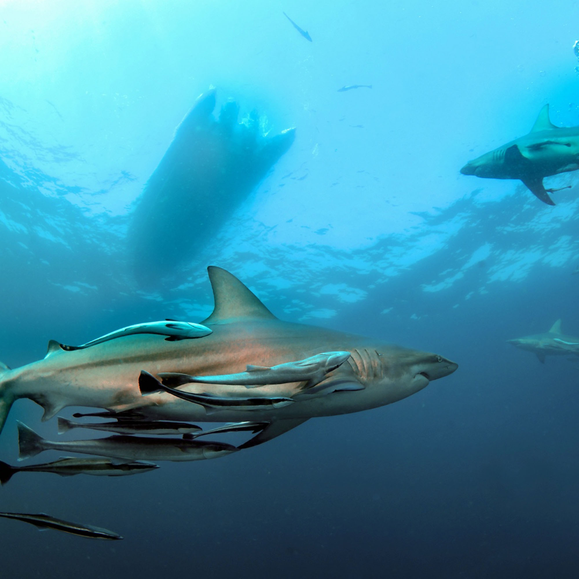 Bild eines Hai mit Fischschwarm und Taucherboot