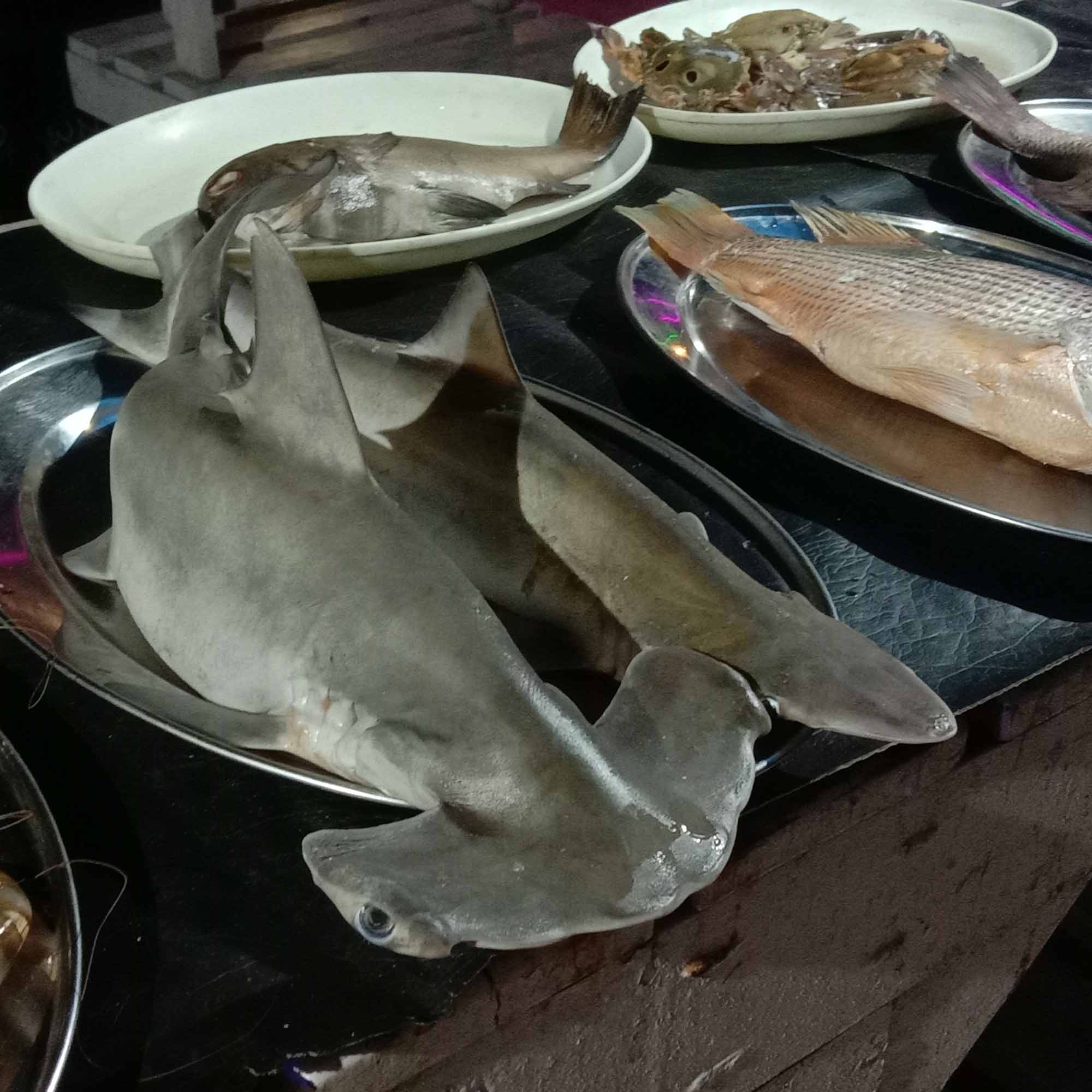 Foto von Hammerhai auf einem Tablet