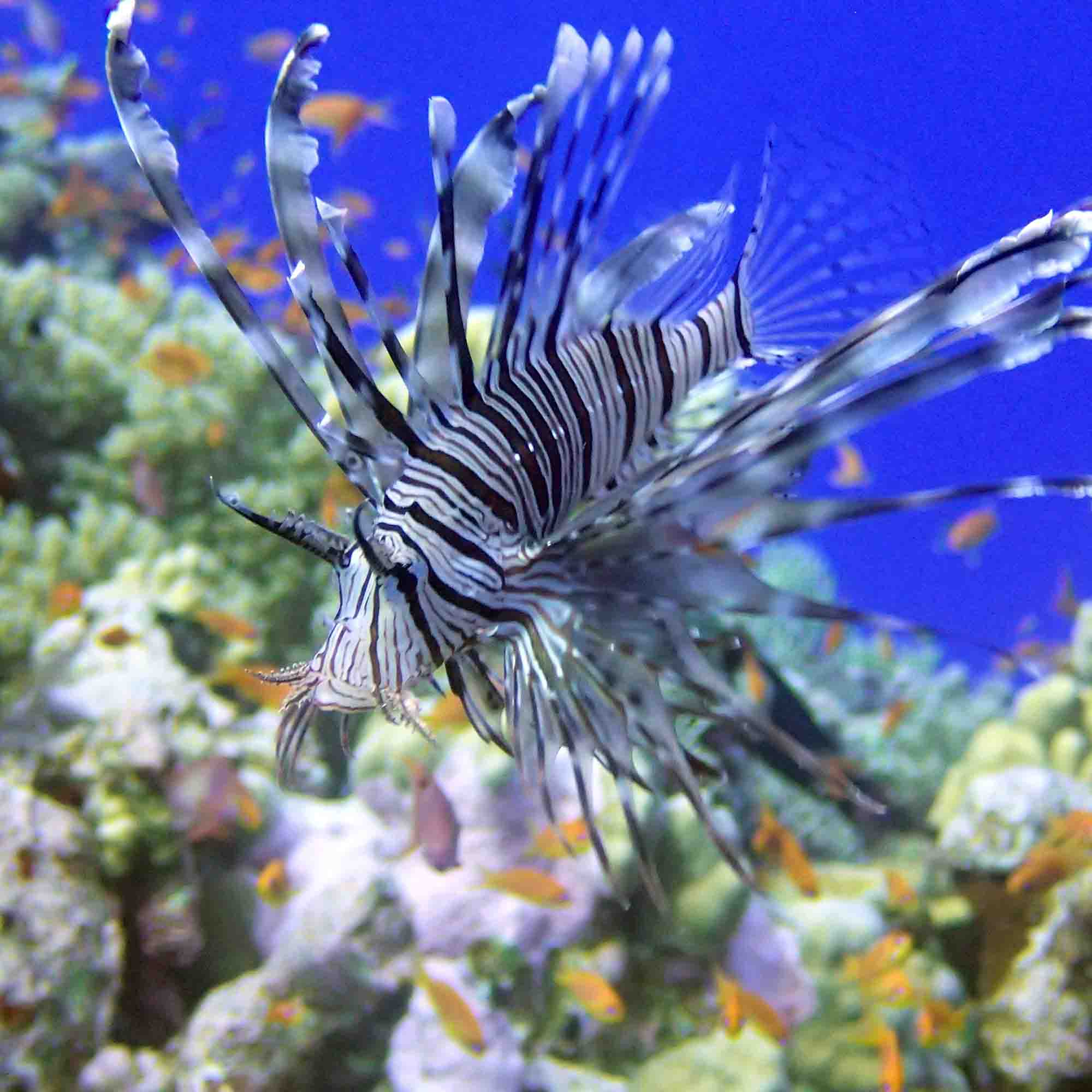 Foto eines intakten Korallenriffs mit Fischen