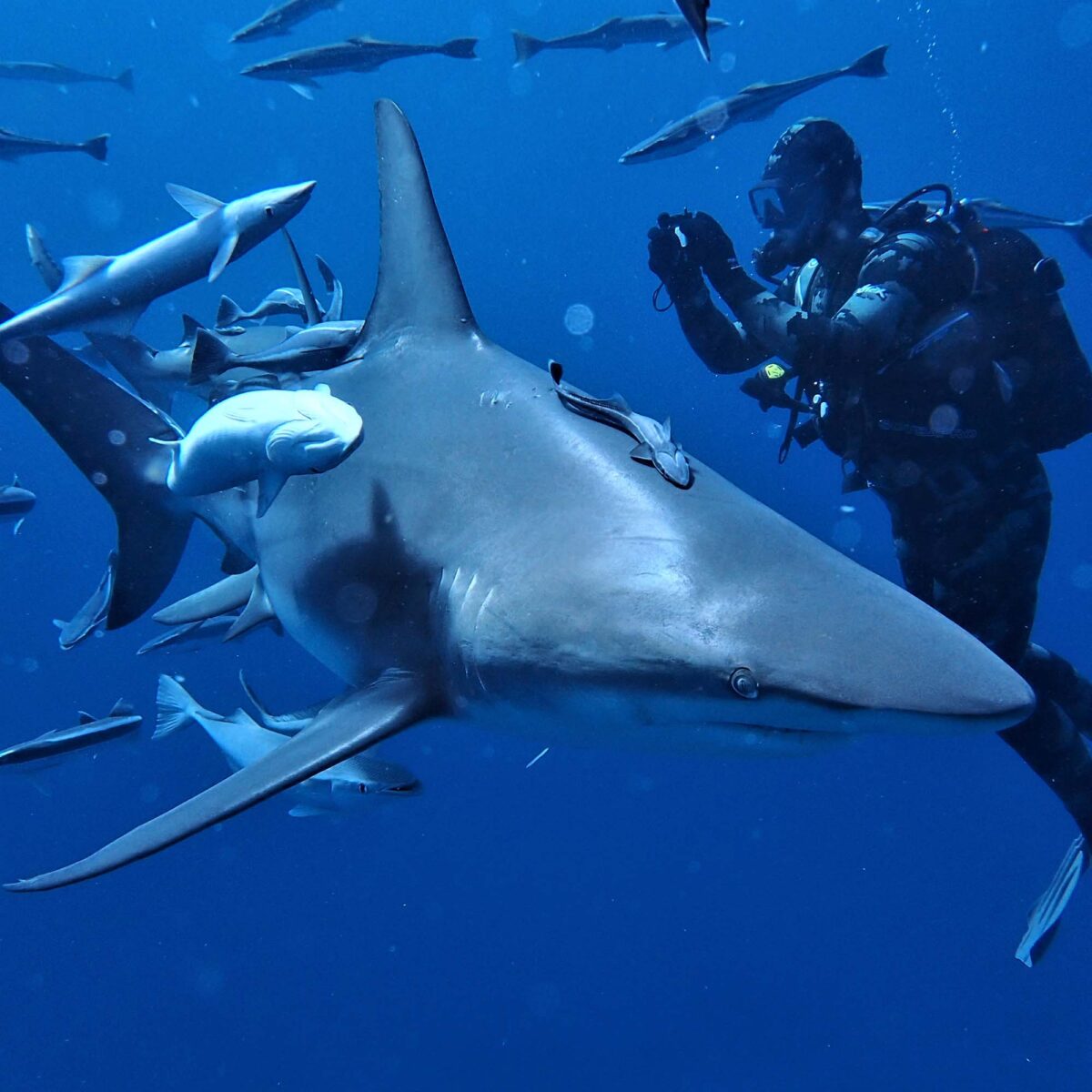 Foto eines Tauchers, der einen Hai fotografiert