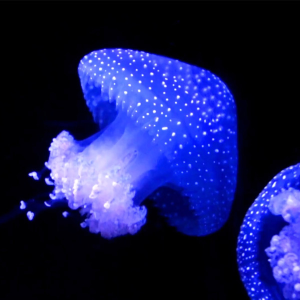 Bild einer Qualle vom Senckenberg Museum