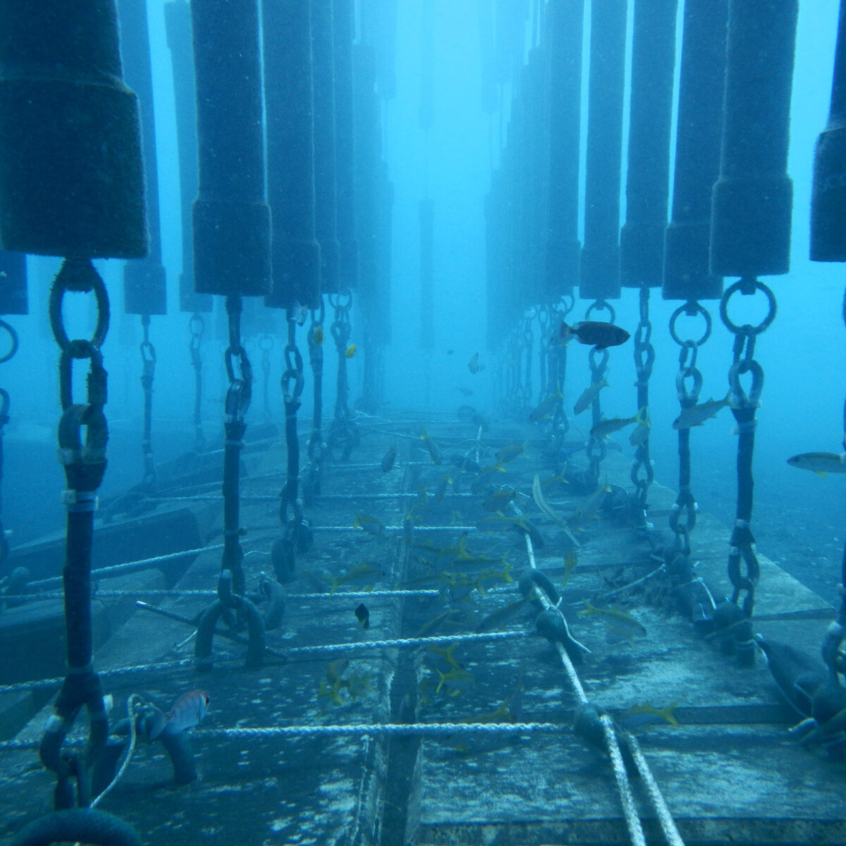 Foto einer SharkSafe Barrier