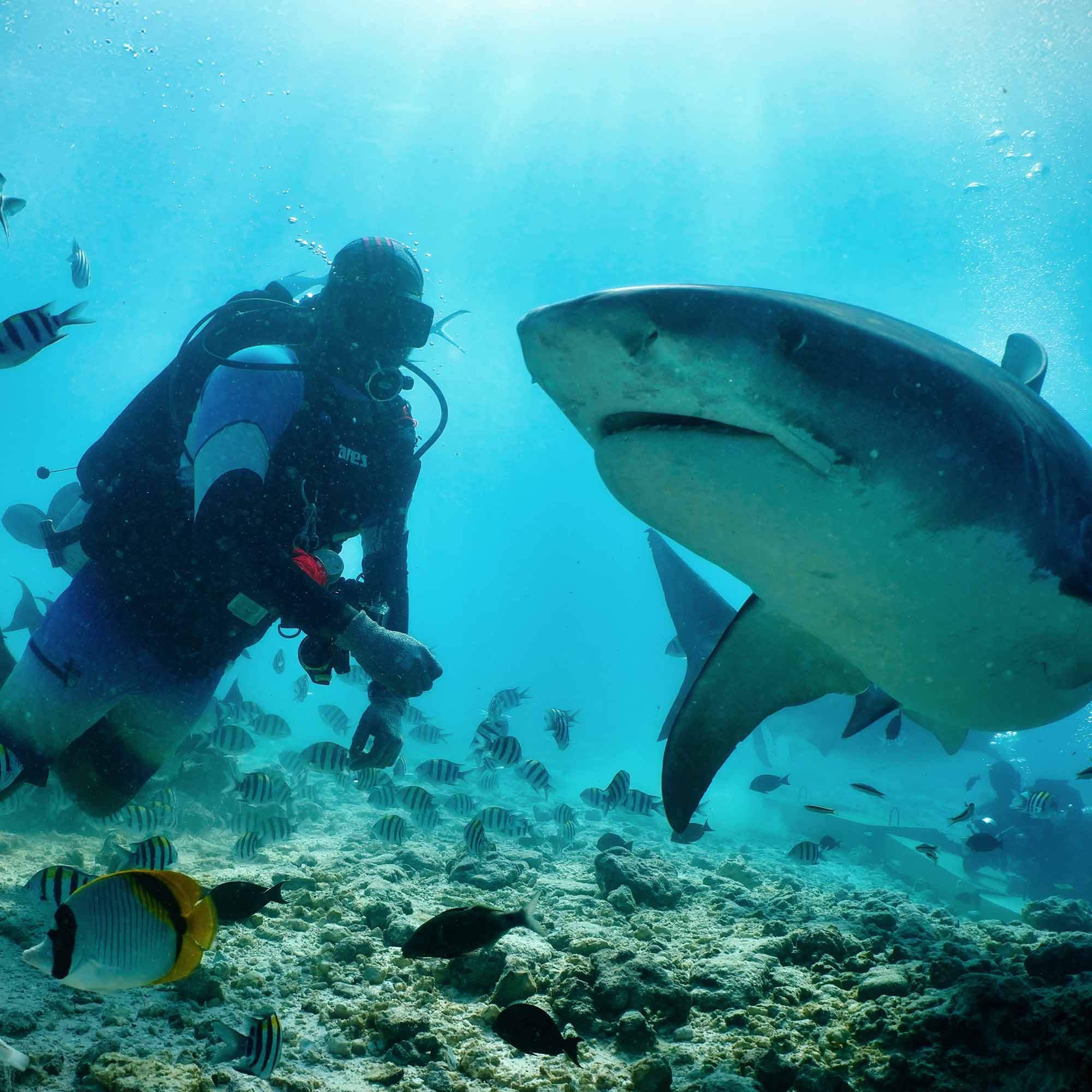 Bild eines Tauchers und Hais