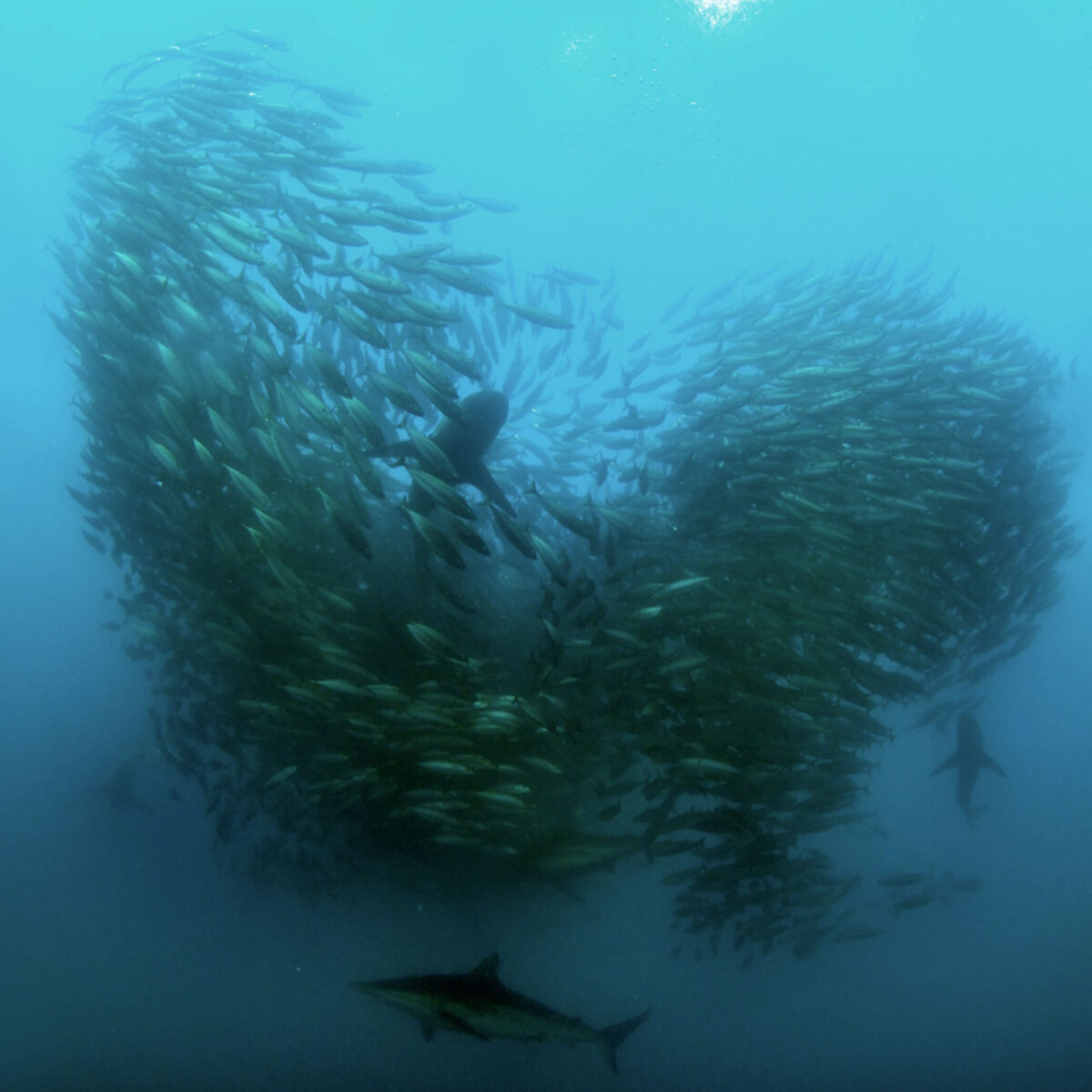 Bild von Haien im Sadinenschwarm