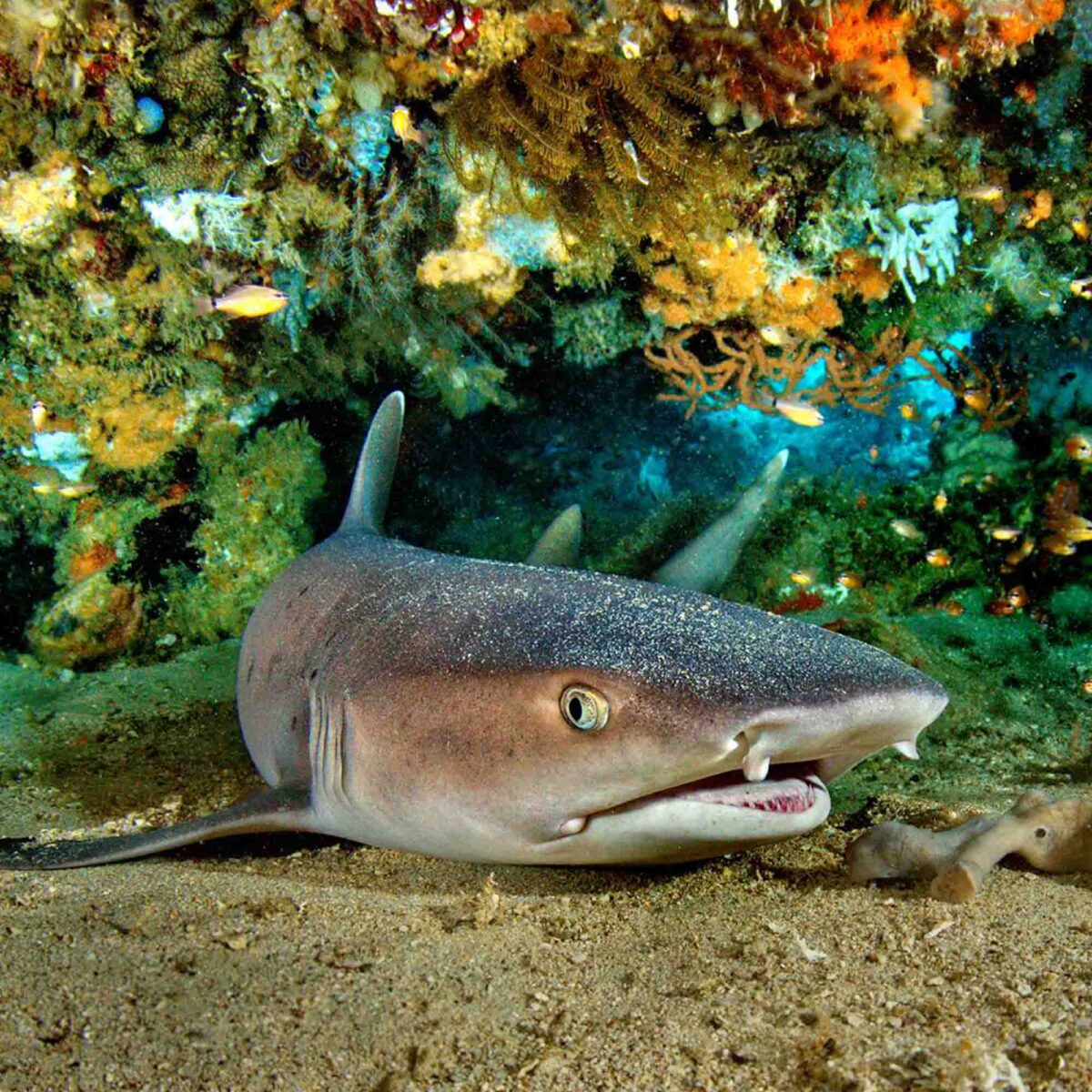 Foto Weissspitzenriffhai