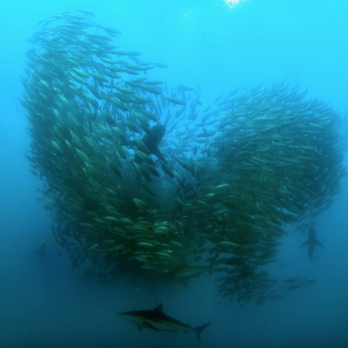 Foto Fischschwarm mit Haien