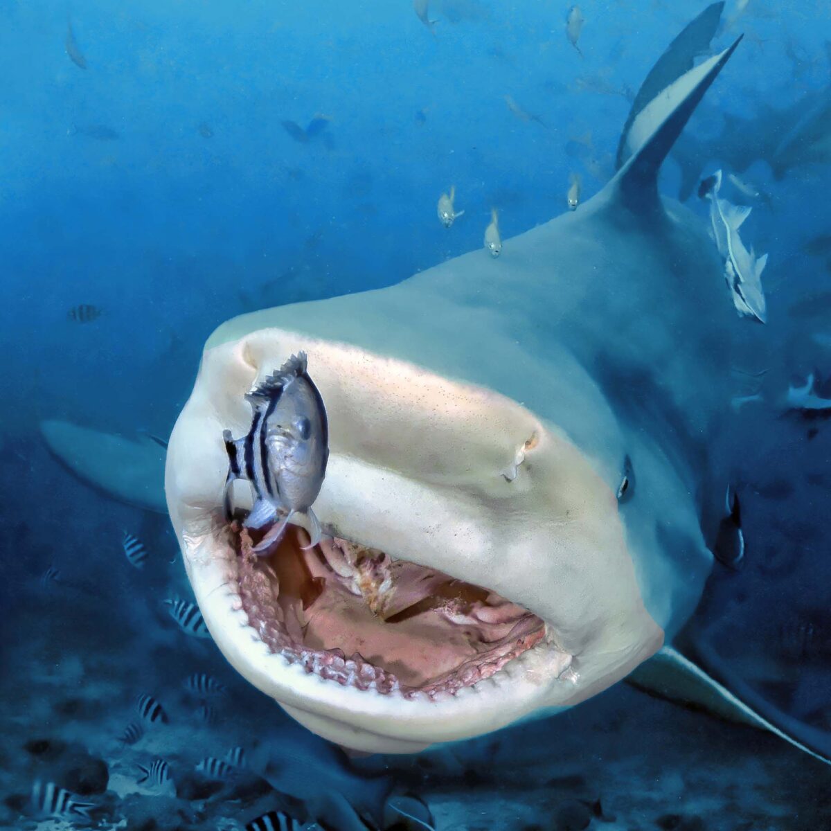 Foto eines Hais, der einen Fisch fängt