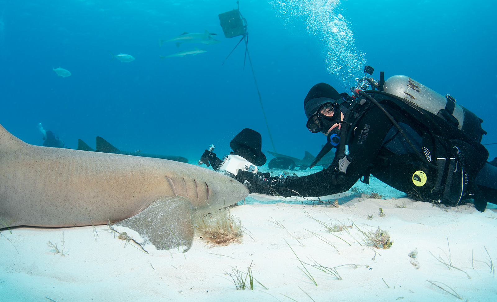 Atlantische Ammenhai