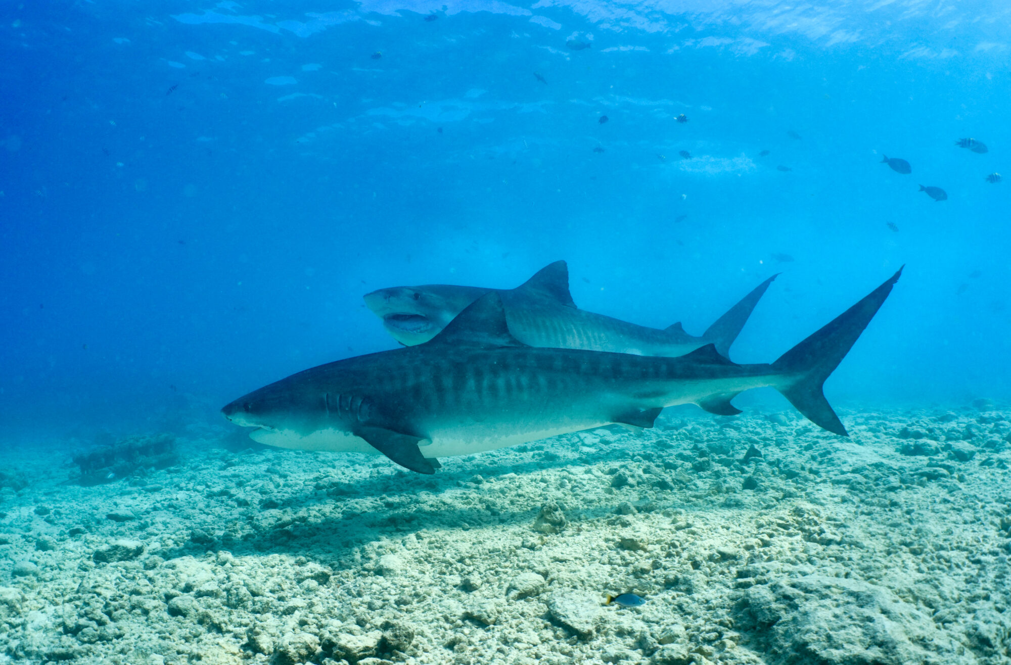 Paarungshotspot Hawaii
