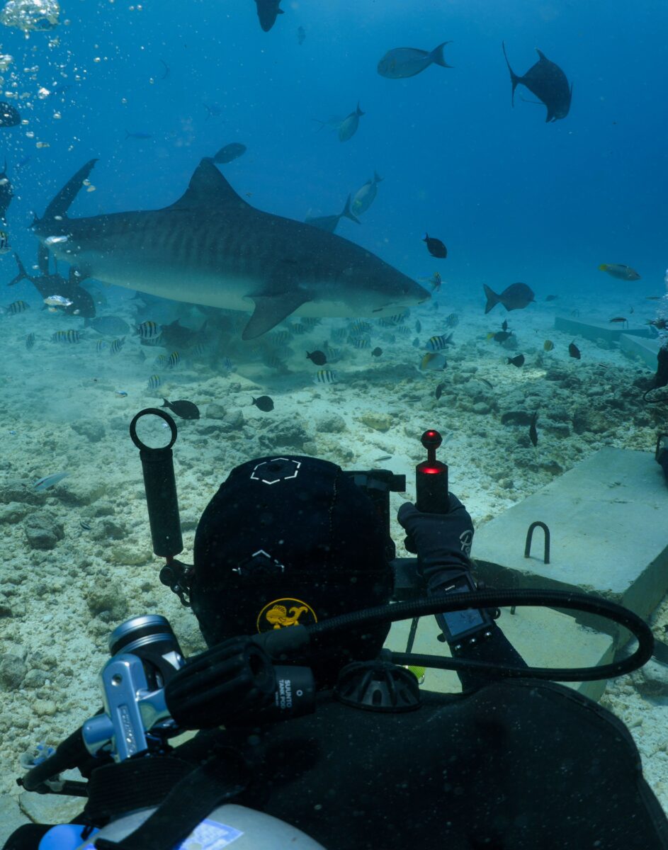 Beobachtungen Tigerhai