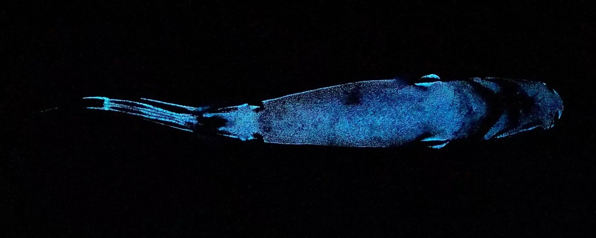Der biolumineszierende Schwarzbauch-Laternenhai von unten betrachtet. Diese Tiere haben leuchtende Zellen auf ihrer Körperunterseite, die ihre Silhouette vor unter ihnen lauernden Räubern verbergen: Sie produzieren gerade genug Licht, um mit ihrer Umgebung zu verschmelzen.