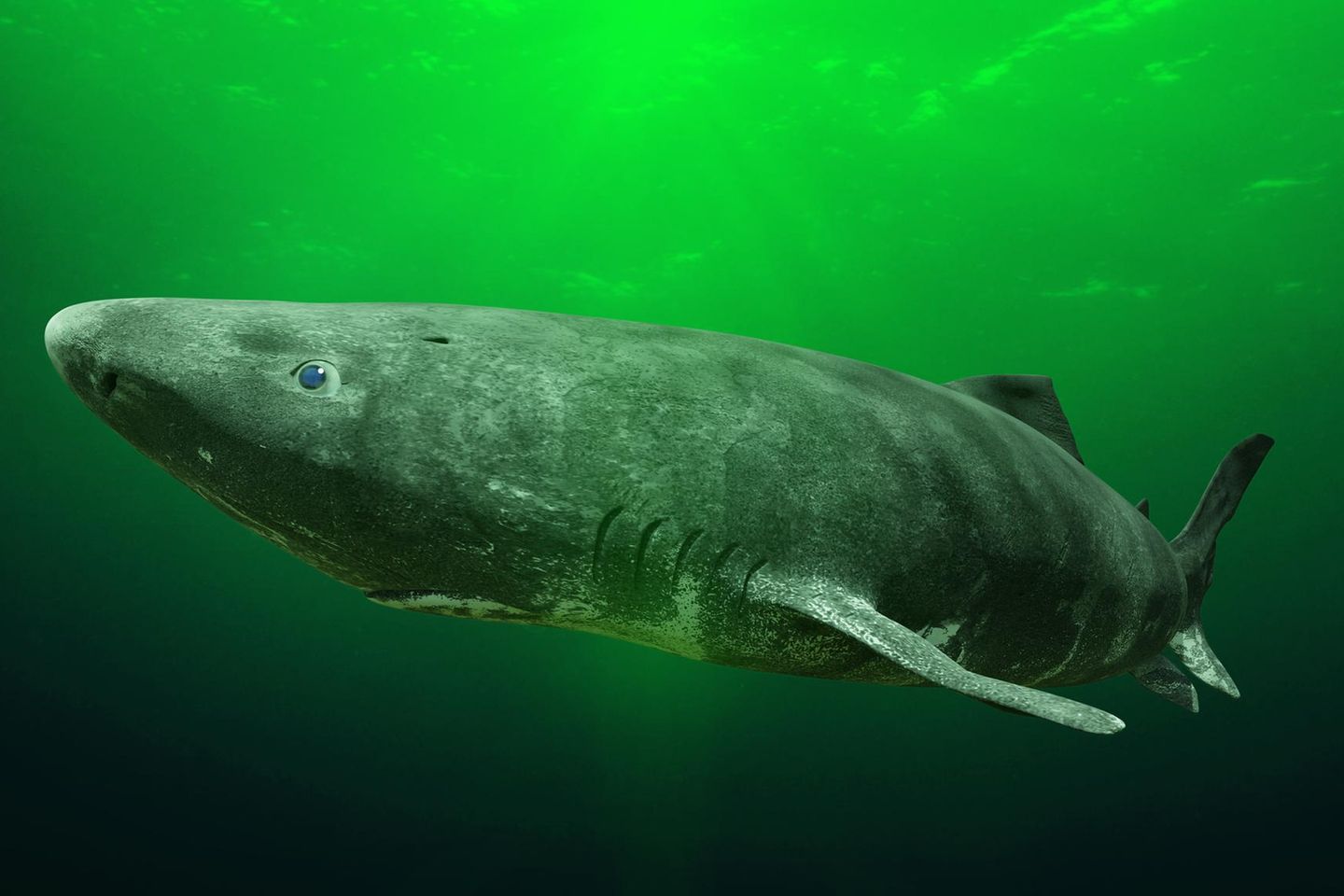 Grönlandhai: Besuch aus dem hohen Norden - [GEO]