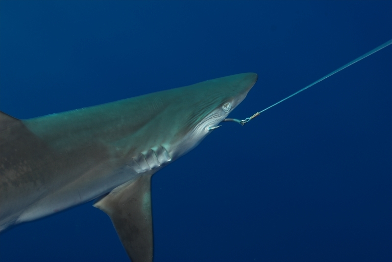 A dead Silky shark (Carcharhinus falciformis) on a longline hook, Indian Ocean, South of Java and Bali.